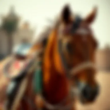 Traditional Arabian Horse Traditional Arabian horse adorned with intricate saddle