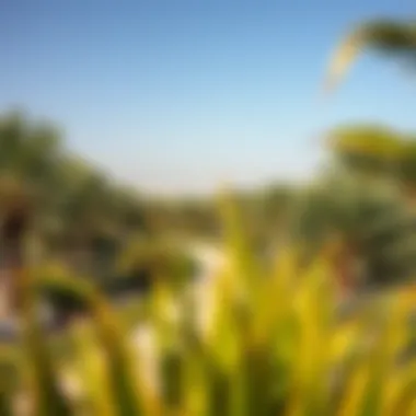 Notable Exploring the Nad Al Sheba Mini Forest: A Greener Dubai Notable Exploring the Nad Al Sheba Mini Forest: A Greener Dubai